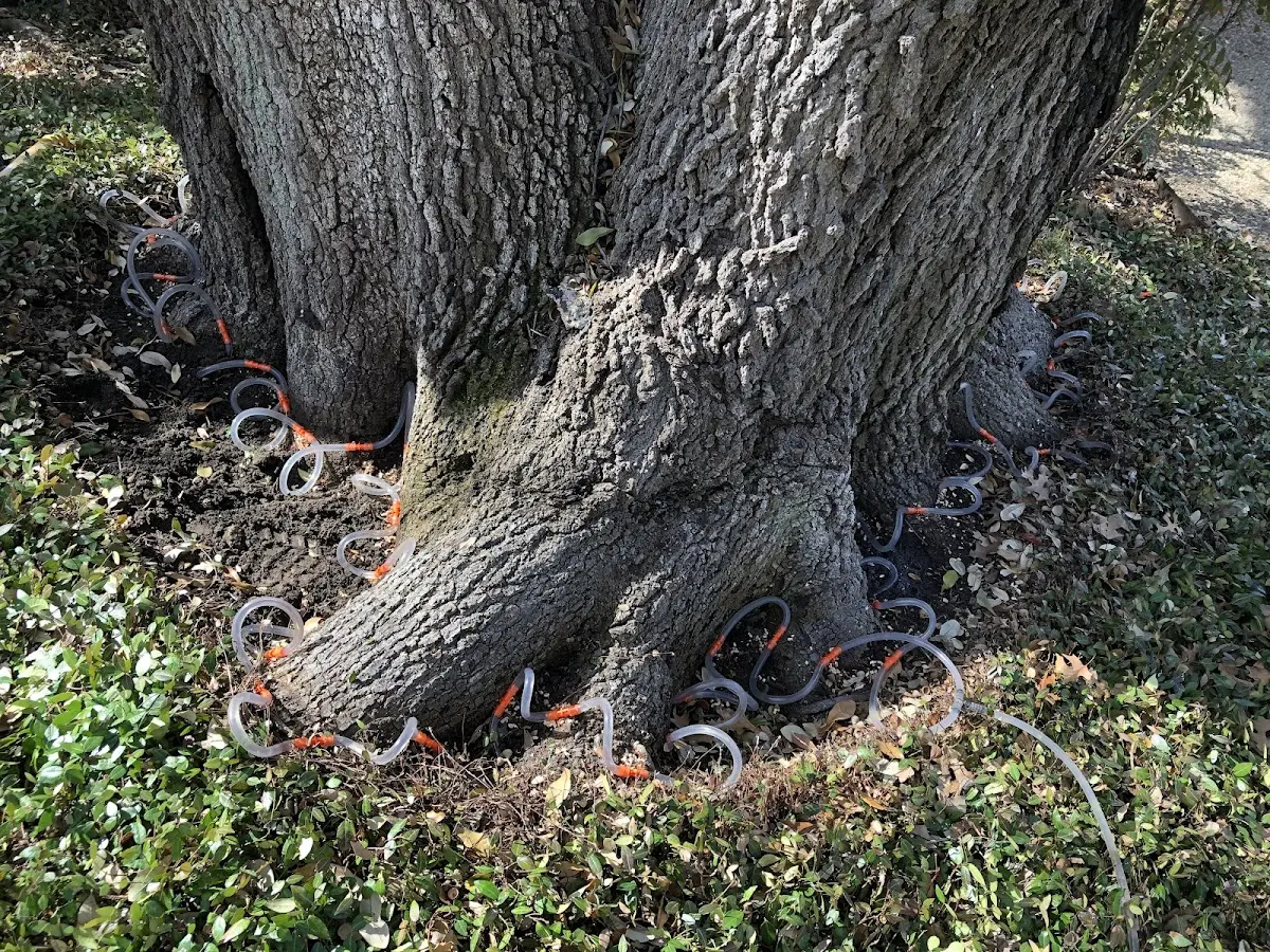 Detailed Tree Cabling and Bracing job site in Pennock