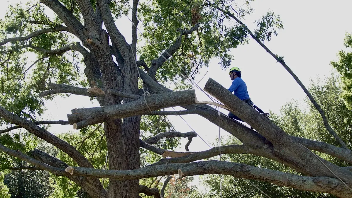 Professional Crown Thinning performed by certified arborists in Pennock